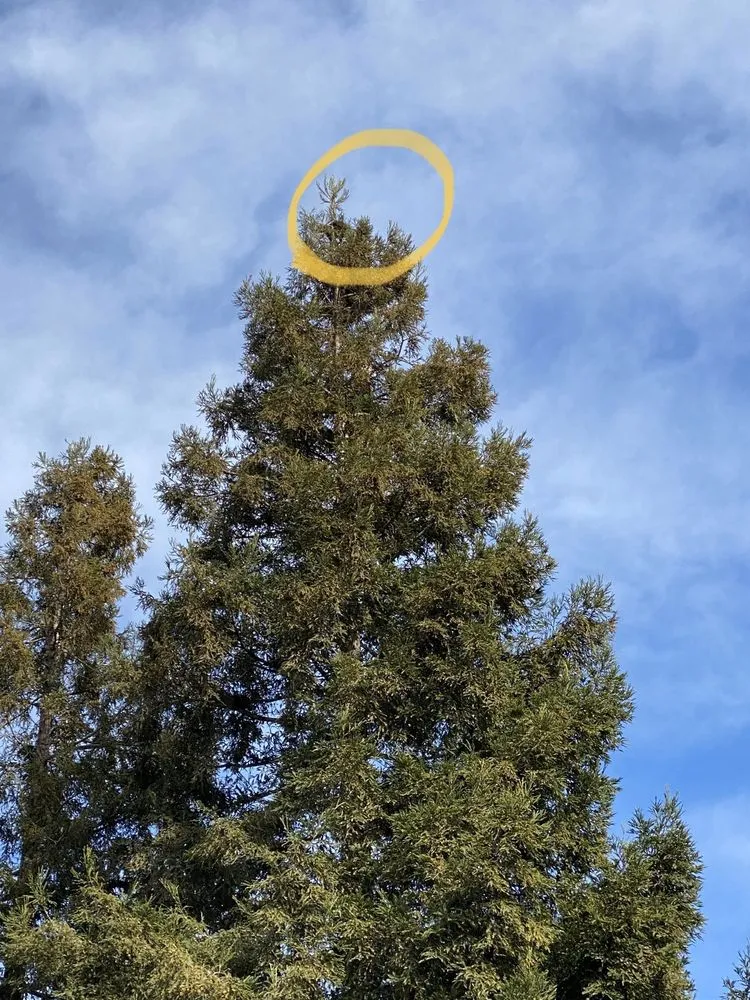 Expert lawn mowing service in Modesto, CA - Rumble Tree & Turf