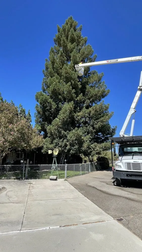 Affordable landscape design experts serving Modesto, CA - Rumble Tree & Turf