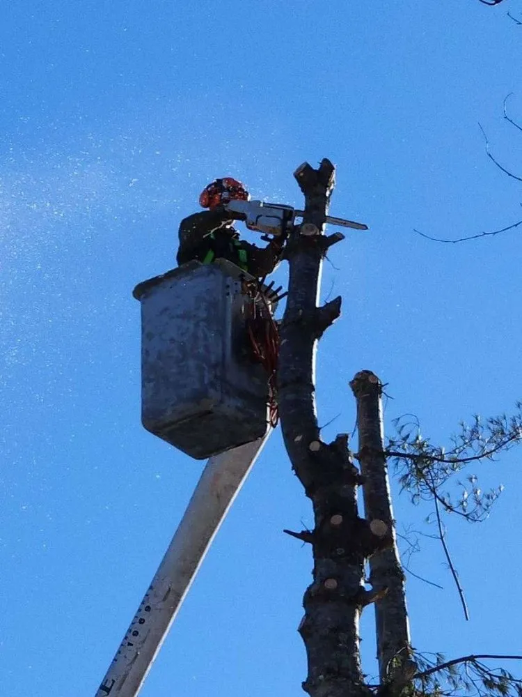 Local yard cleanup service for year-round maintenance across Blue Hill, ME - Runnells Prperty Maintenance