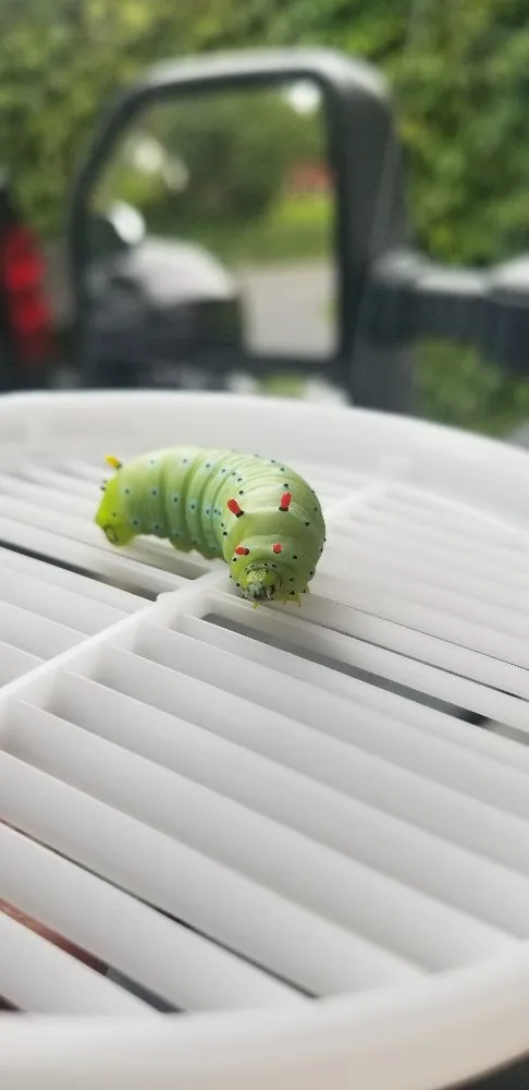 Top-rated landscape design in Syracuse, NY by Runnin'Bugz Lawn, Pest and Snow Services