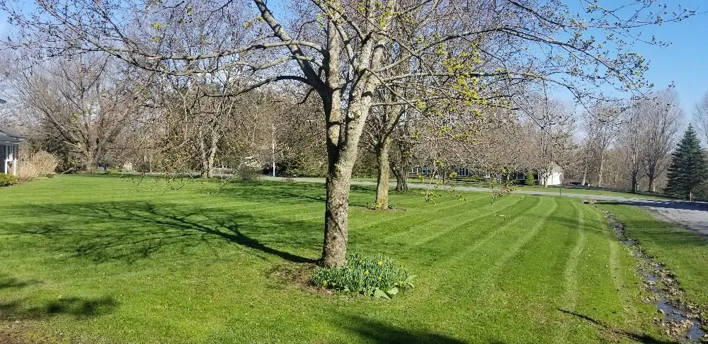 Professional lawn care service for beautiful yards in Syracuse, NY by Runnin'Bugz Lawn, Pest and Snow Services