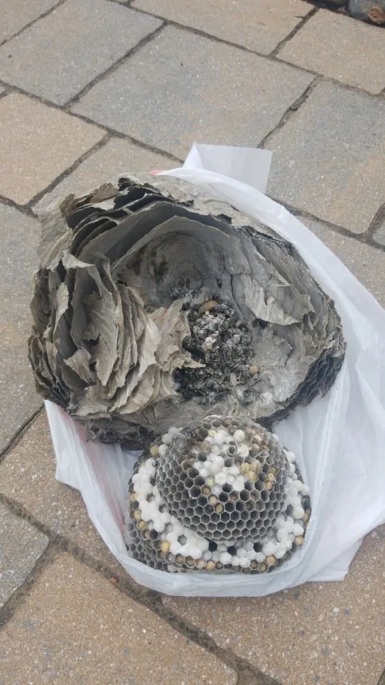 Expert yard cleanup service for beautiful yards across Syracuse, NY - Runnin'Bugz Lawn, Pest and Snow Services