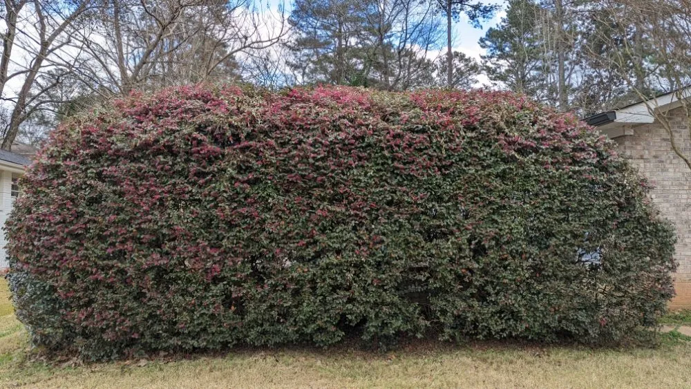 Expert lawn care service for homes in Austell, GA by Running Blades Lawn Care