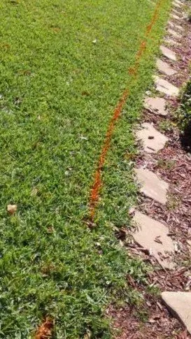 Local landscape design in Winter Haven, FL - Rupertan