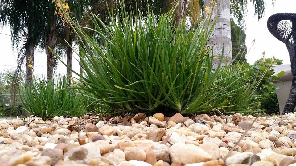 Professional landscape installation for residential properties in Winter Haven, FL by Rupertan