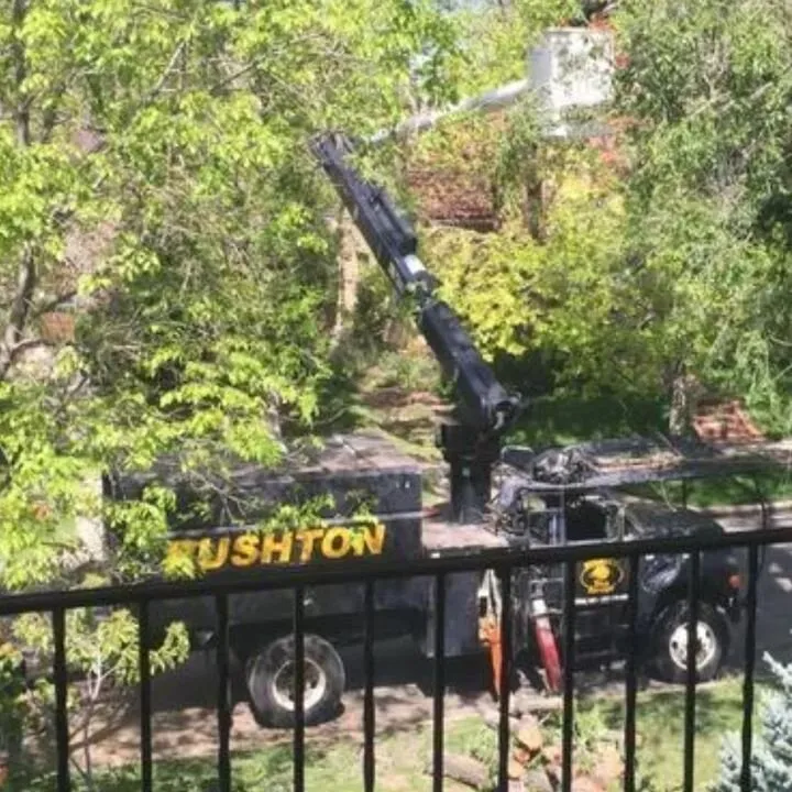 Trusted yard maintenance experts serving Castle Rock, CO - Rushton Tree Service