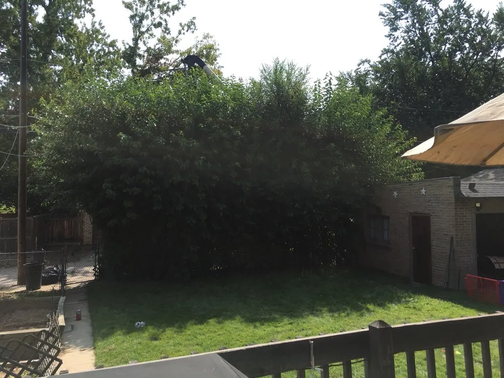 Reliable outdoor landscaping in Castle Rock, CO by Rushton Tree Service