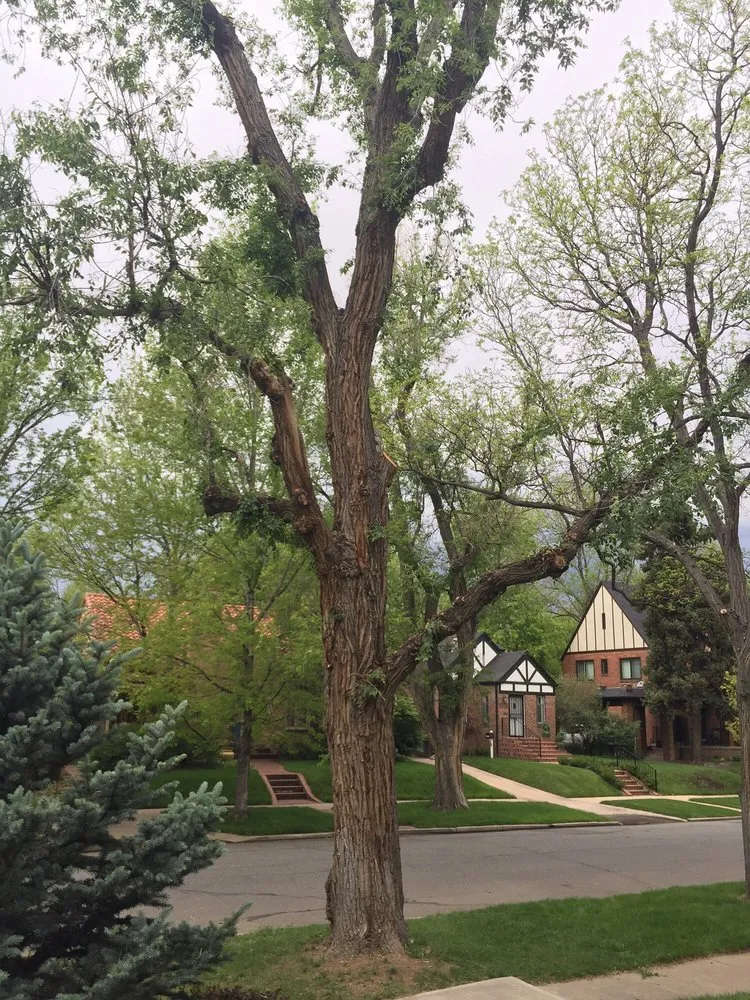 Reliable landscape installation in Castle Rock, CO by Rushton Tree Service