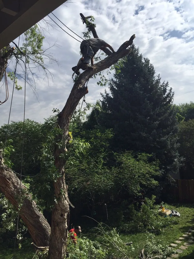 Trusted outdoor landscaping in Castle Rock, CO by Rushton Tree Service