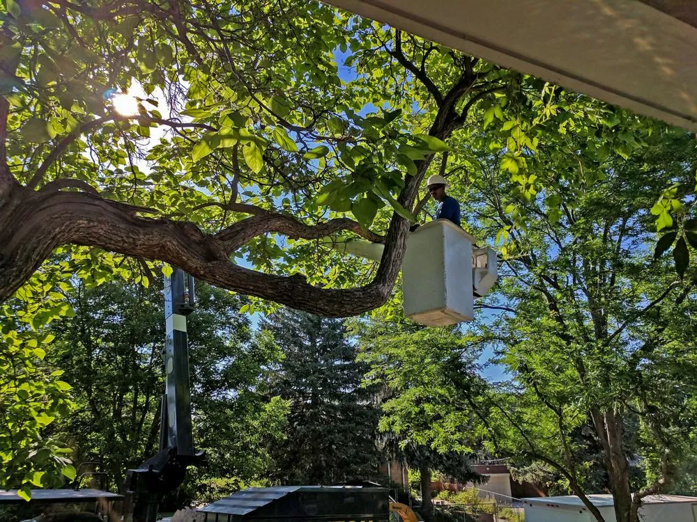 Expert yard cleanup service in Castle Rock, CO by Rushton Tree Service