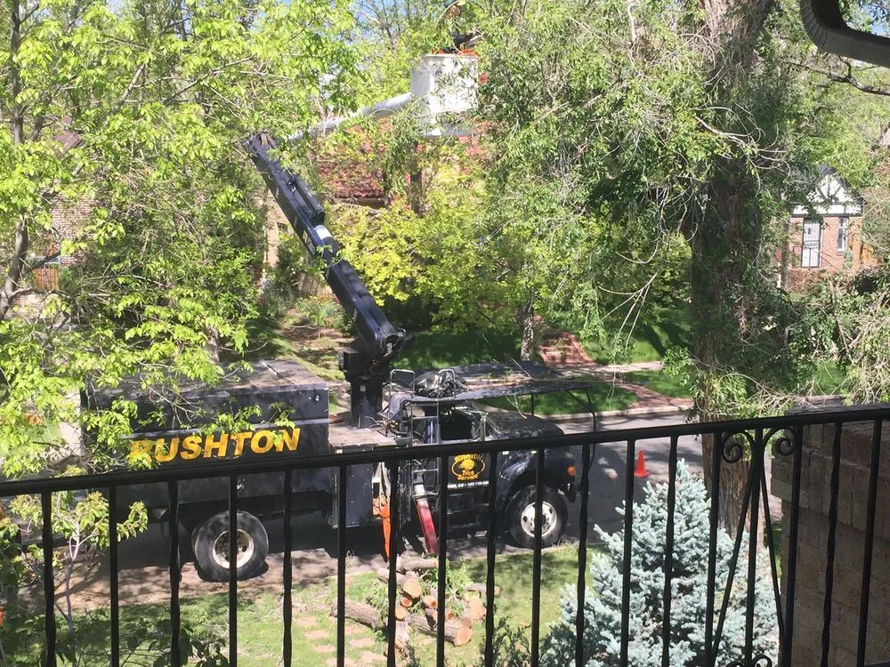 Professional yard cleanup service for beautiful yards in Castle Rock, CO by Rushton Tree Service
