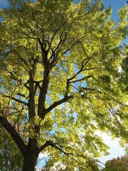 Affordable yard maintenance in Castle Rock, CO by Rushton Tree Service