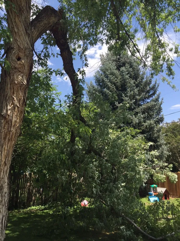 Professional garden landscaping for beautiful yards across Castle Rock, CO - Rushton Tree Service
