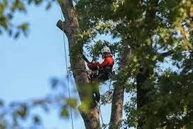 Professional outdoor landscaping experts serving Castle Rock, CO - Rushton Tree Service