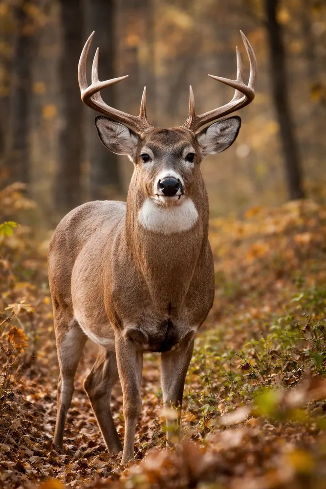 Top-rated yard cleanup service experts serving East Hampton, NY - Russells Bloom And Green