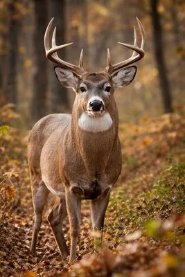 Russells Bloom And Green Logo