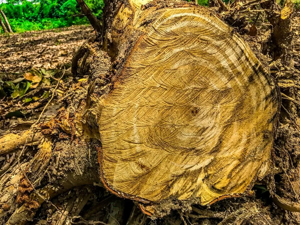 Reliable landscaping services in Oviedo, FL - Russell's Irrigation & Landscaping