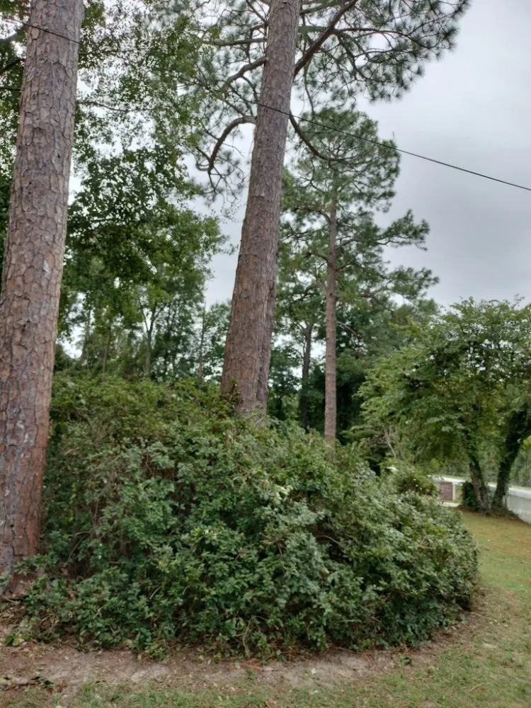 Professional yard cleanup service near you across Albany, GA - Rustic Landscape & Remodelation