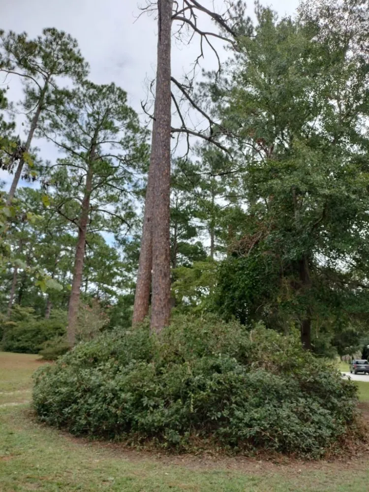 Custom yard maintenance in Albany, GA by Rustic Landscape & Remodelation