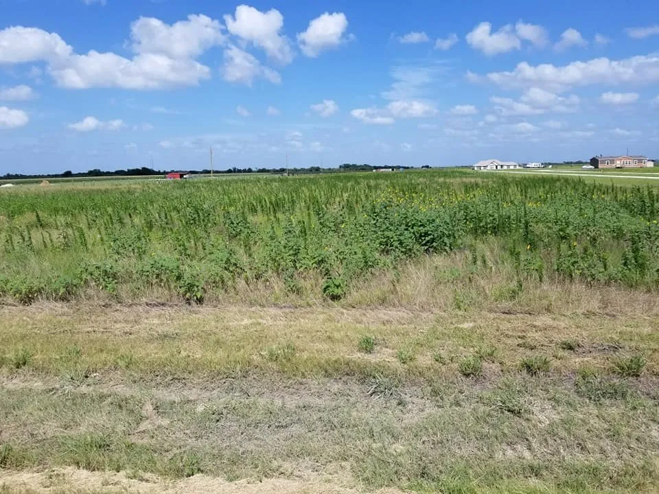 Top-rated landscape design for homes in Lexington, TX by Rusty Tractor Land Maintenance