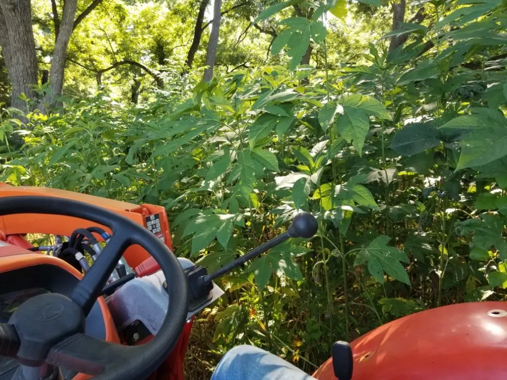 Affordable lawn mowing service experts serving Lexington, TX - Rusty Tractor Land Maintenance