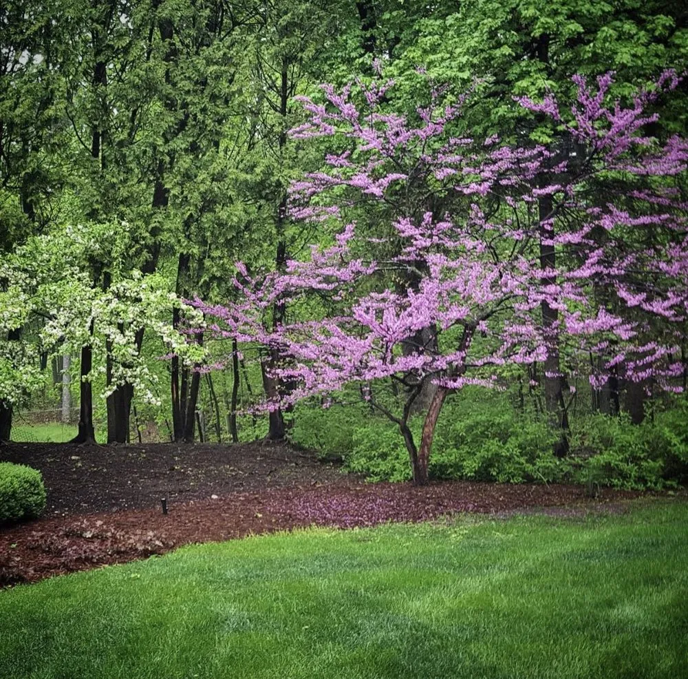 Affordable landscape installation in Wauwatosa, WI by Ruth’s Native Landscaping