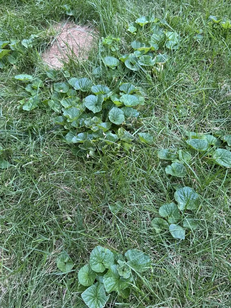 Top-rated yard maintenance in Marlborough, MA - Rutland Turf Care