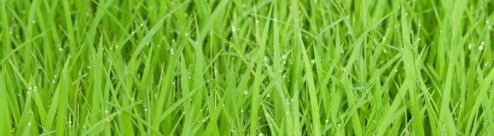 Local yard cleanup service experts serving Marlborough, MA - Rutland Turf Care