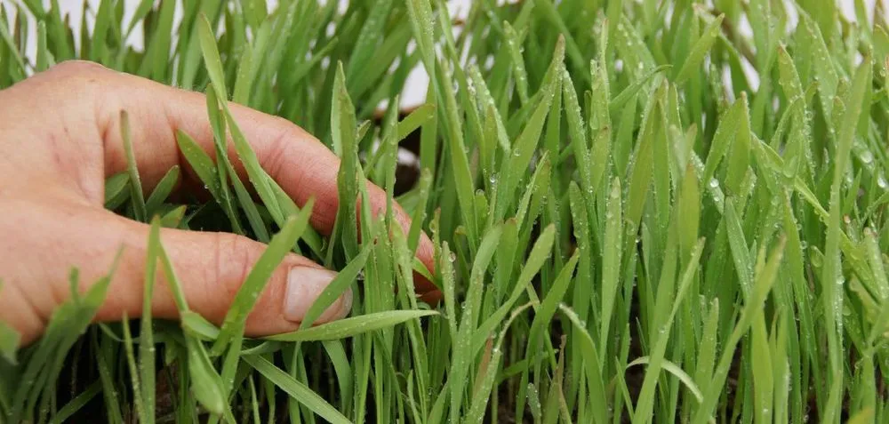 Top-rated lawn care service for outdoor upgrades across Marlborough, MA - Rutland Turf Care