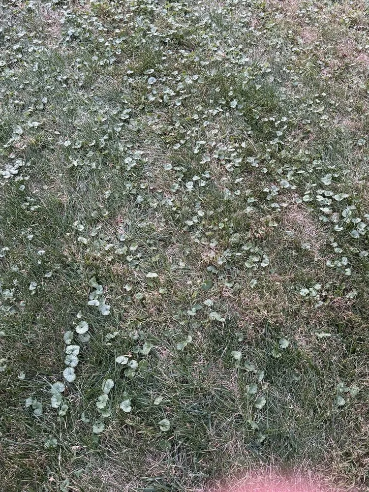 Expert yard cleanup service for homes in Marlborough, MA by Rutland Turf Care