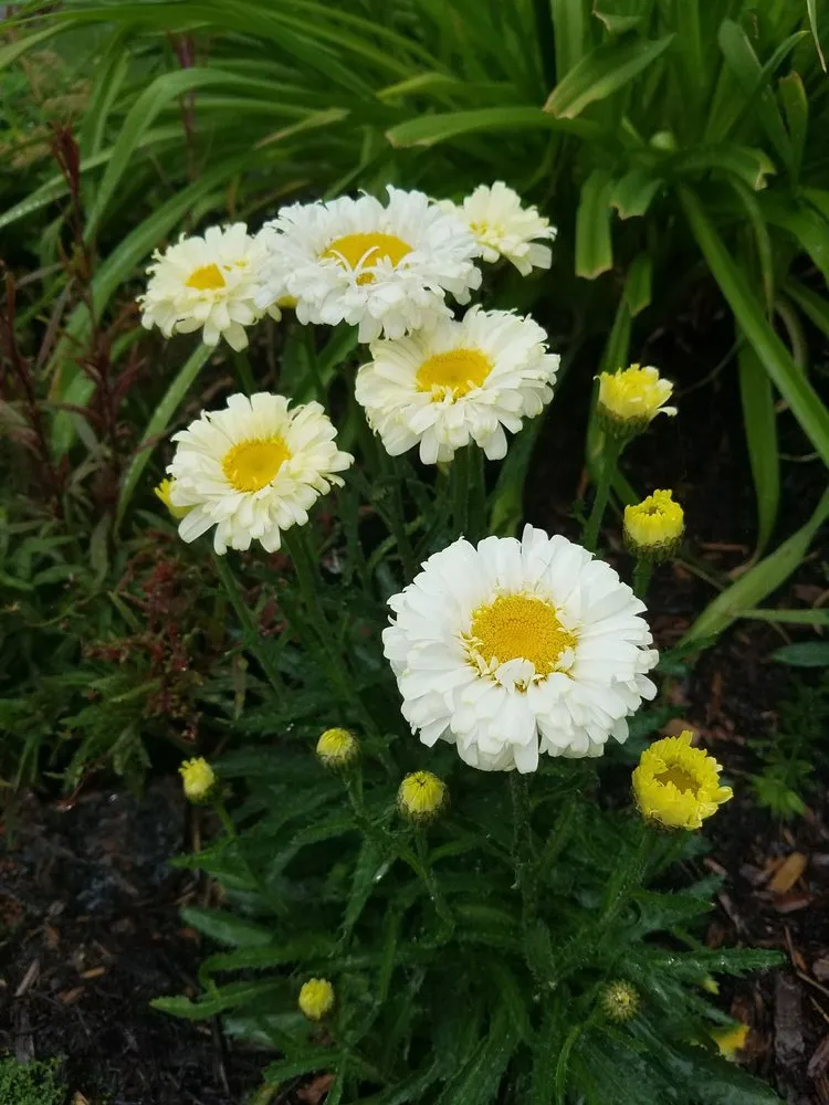 Top-rated yard maintenance for residential properties in Denver, CO by Rutledge Sprinkler & Landscaping