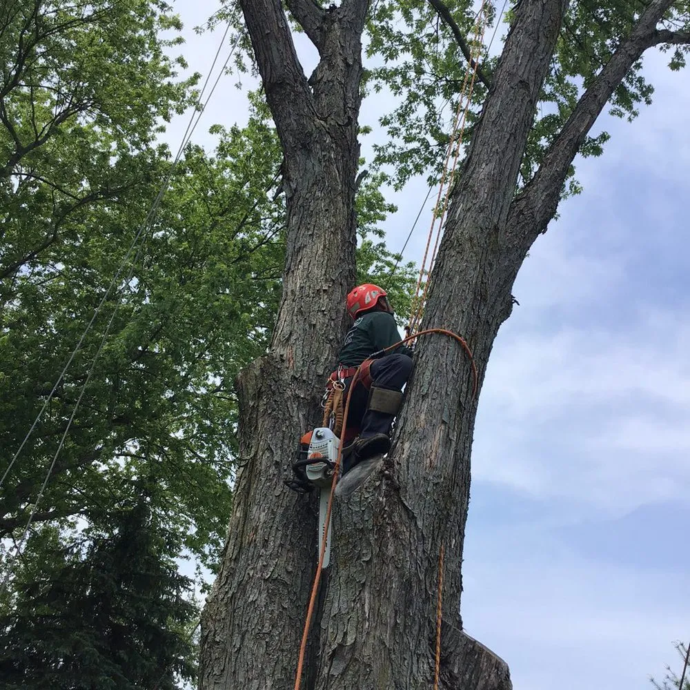 Trusted landscaping services in Woodstock, IL - RV Tree & Landscaping Services