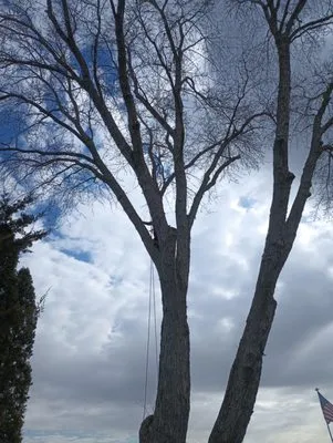 RV Tree & Landscaping Services Logo