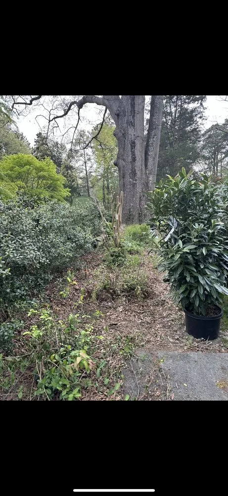 Reliable yard cleanup service near you across Glen Allen, VA - RVA Removal