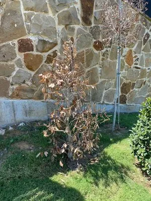 RW Blue Services Logo