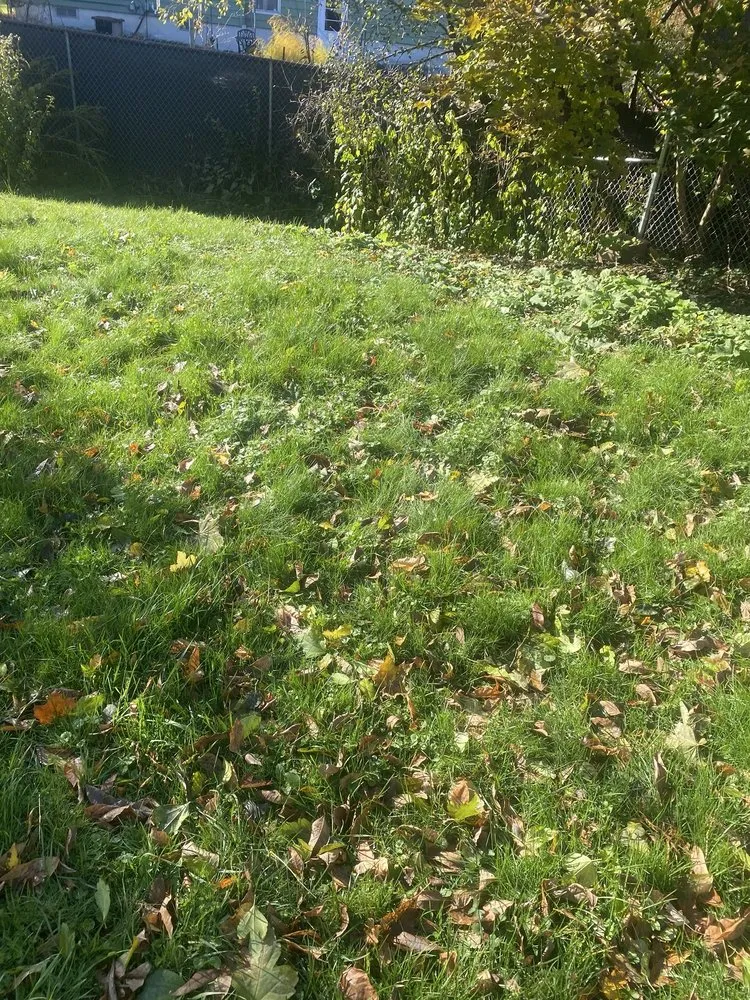 Expert yard maintenance for year-round maintenance in Syracuse, NY by RW Snow And Lawn Removal And Cleanouts