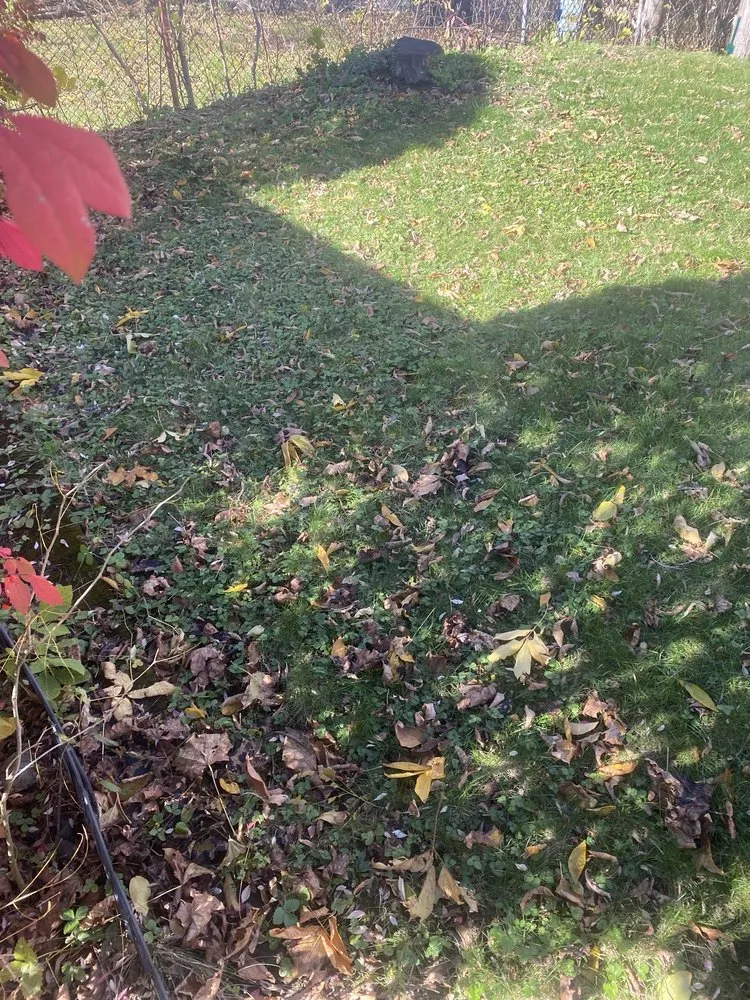 Trusted lawn care service in Syracuse, NY by RW Snow And Lawn Removal And Cleanouts