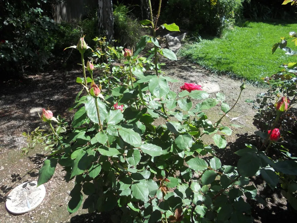 Local lawn mowing service near you across Manteca, CA - RX Lawn Care Solutions