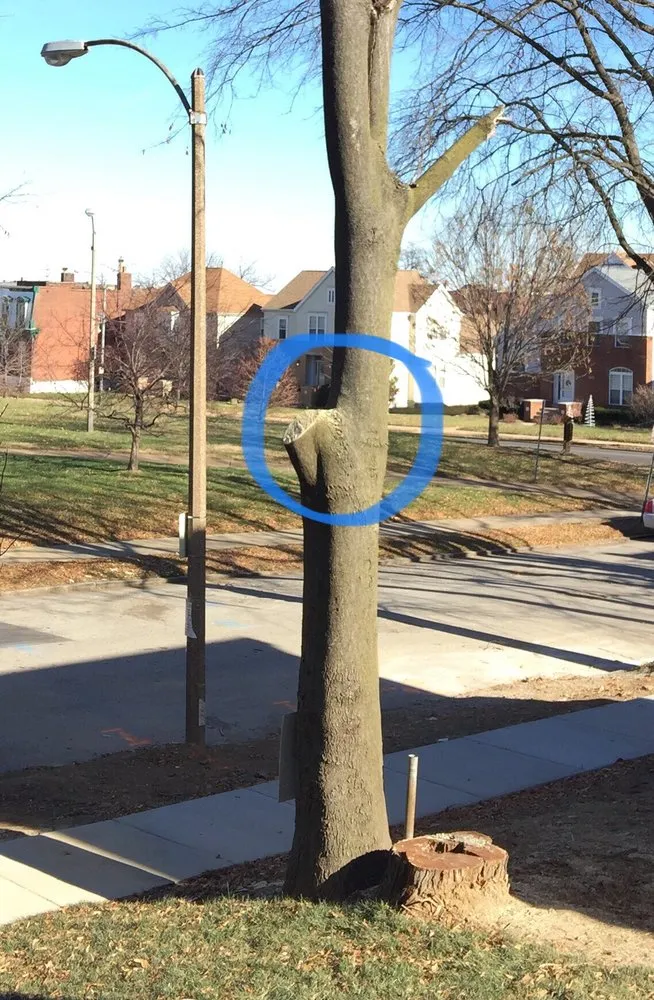 Top-rated lawn care service for year-round maintenance across Chesterfield, MO - Ryan Lawn & Tree