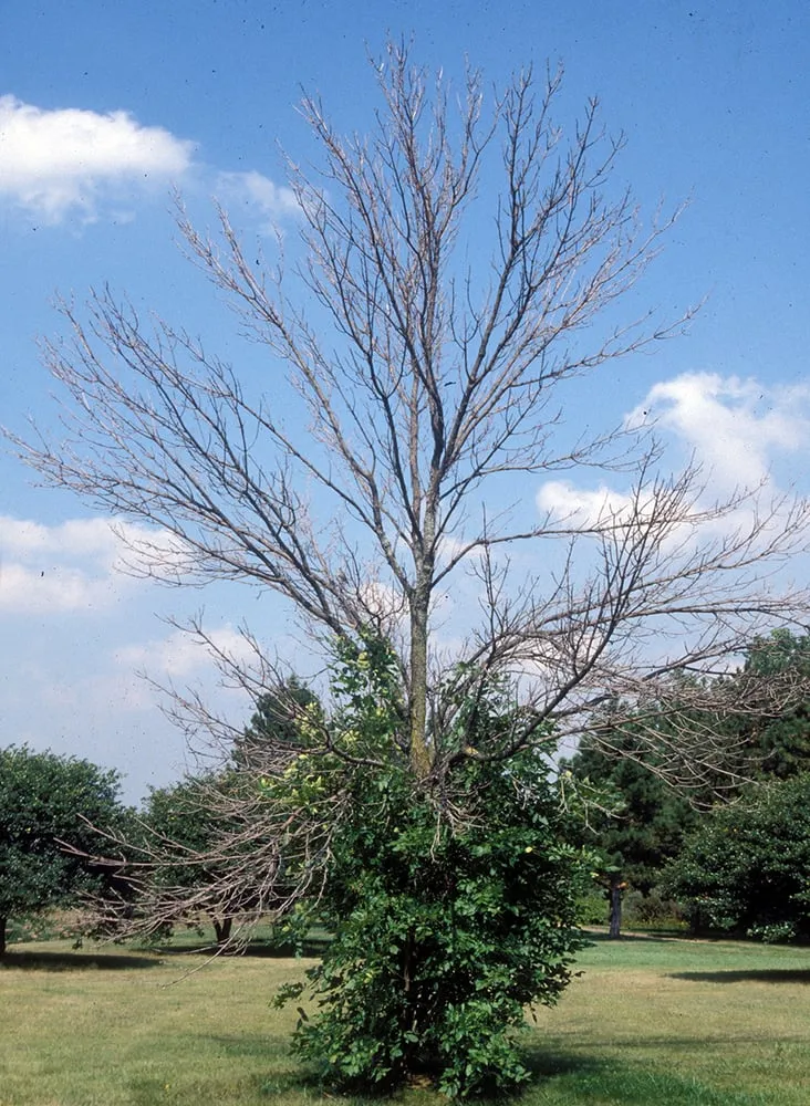 Professional landscape installation experts serving Chesterfield, MO - Ryan Lawn & Tree