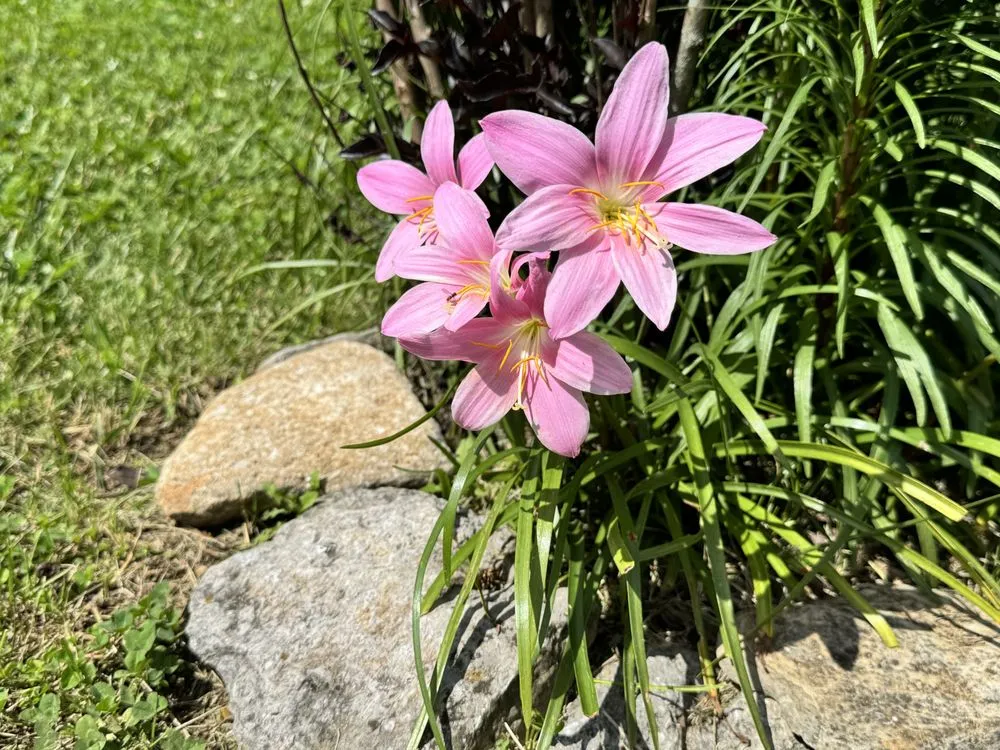 Expert lawn mowing service in Lexington-Fayette, KY by Ryanclayton