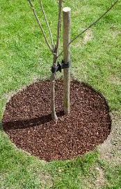 Local outdoor landscaping in Lebanon, TN - Ryan's Lawn Care Services