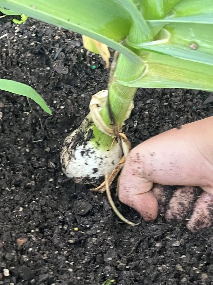 Affordable yard cleanup service for homes across Zionsville, IN - Ryan’s Mowing