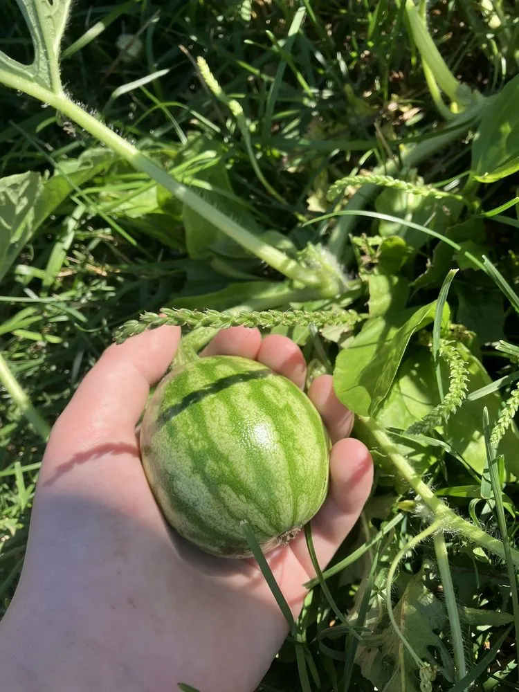 Reliable lawn care service in Zionsville, IN by Ryan’s Mowing