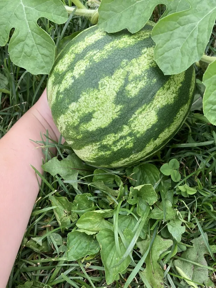 Custom outdoor landscaping for homes across Zionsville, IN - Ryan’s Mowing