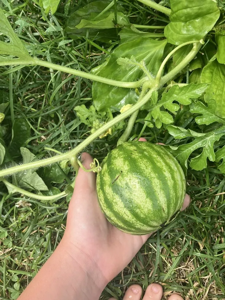 Trusted garden landscaping for residential properties across Zionsville, IN - Ryan’s Mowing