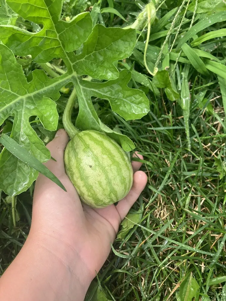 Affordable lawn mowing service experts serving Zionsville, IN - Ryan’s Mowing