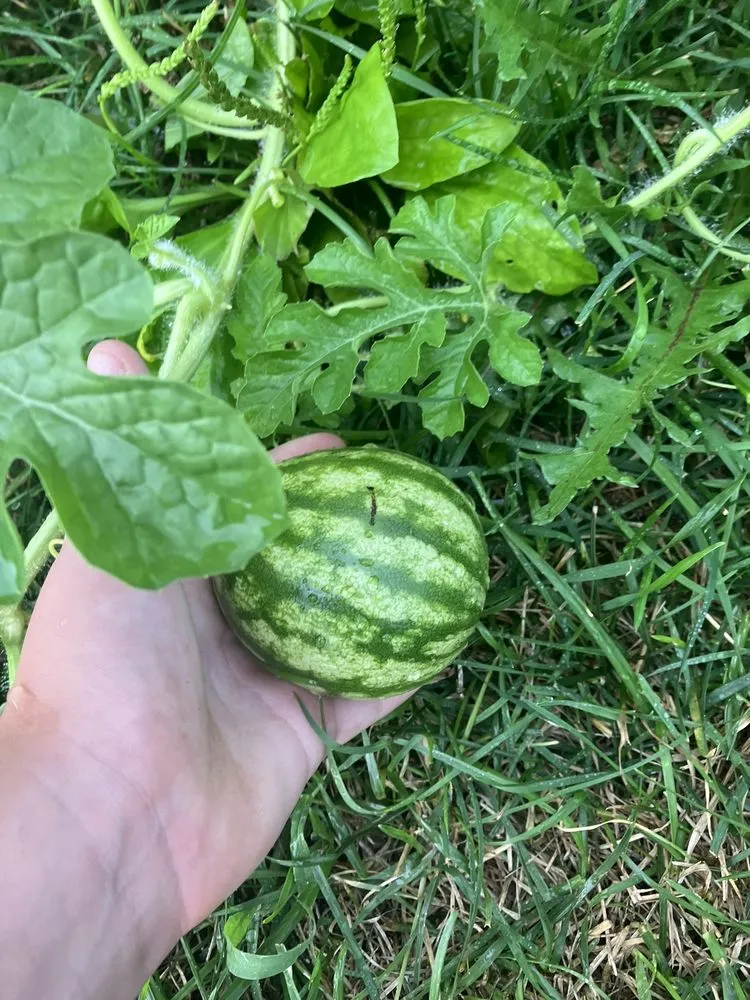 Trusted landscaping services experts serving Zionsville, IN - Ryan’s Mowing