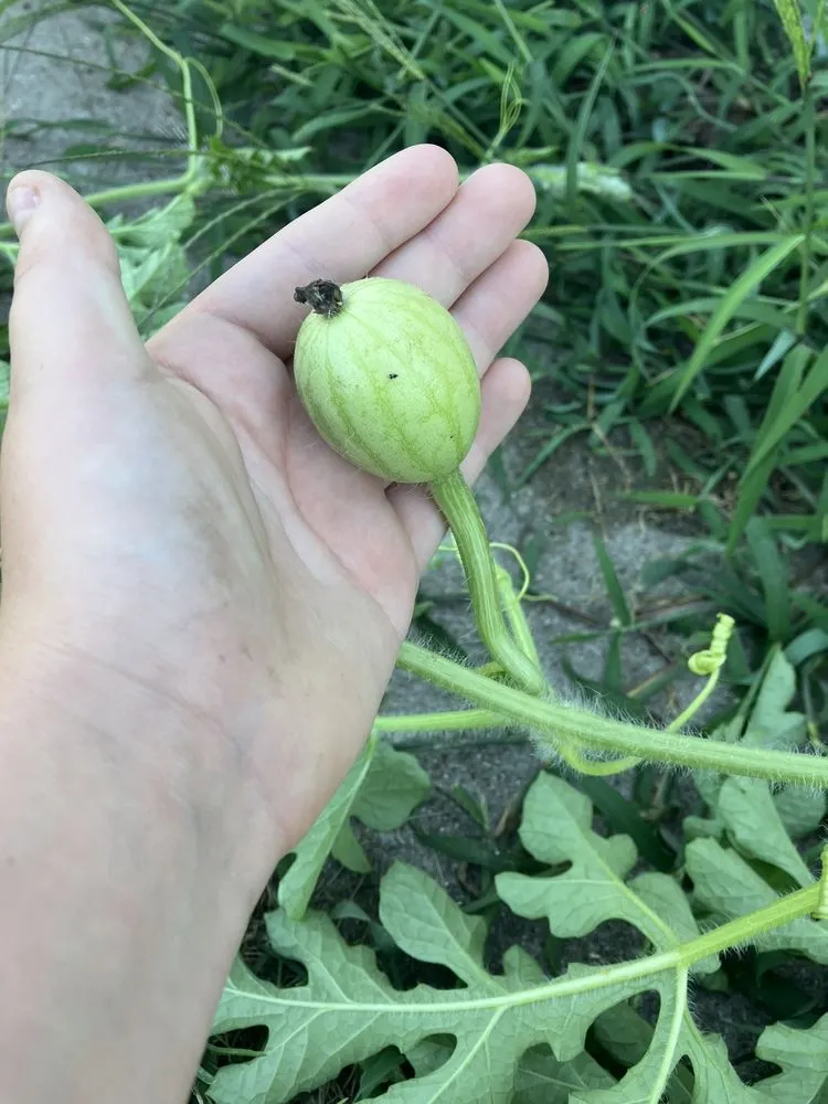 Top-rated lawn mowing service experts serving Zionsville, IN - Ryan’s Mowing