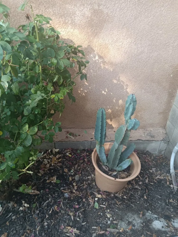 Local residential landscaping for beautiful yards across Los Angeles, CA - Ryder's Elite Services